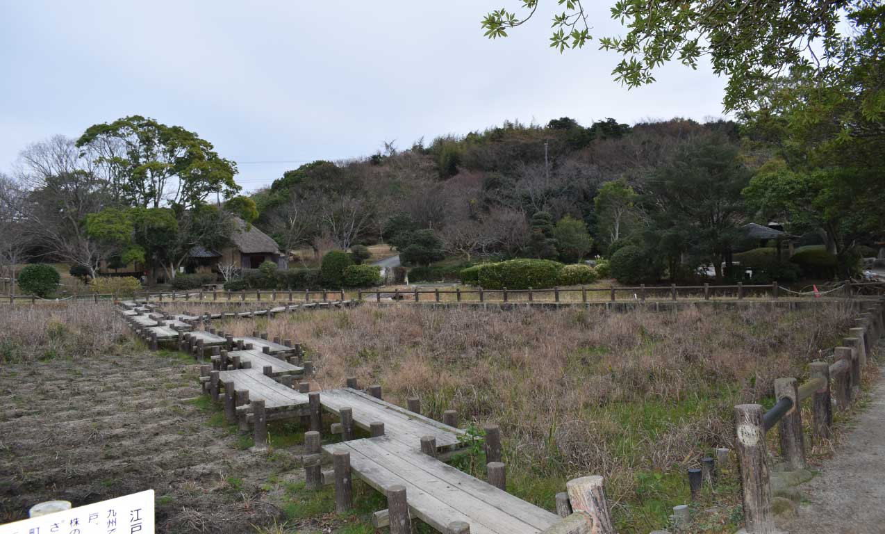 12月の菖蒲園花の見頃とは、ずいぶん雰囲気が違います
