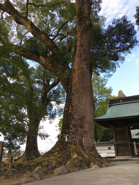 溝口竈門神社の境内にそびえる大木