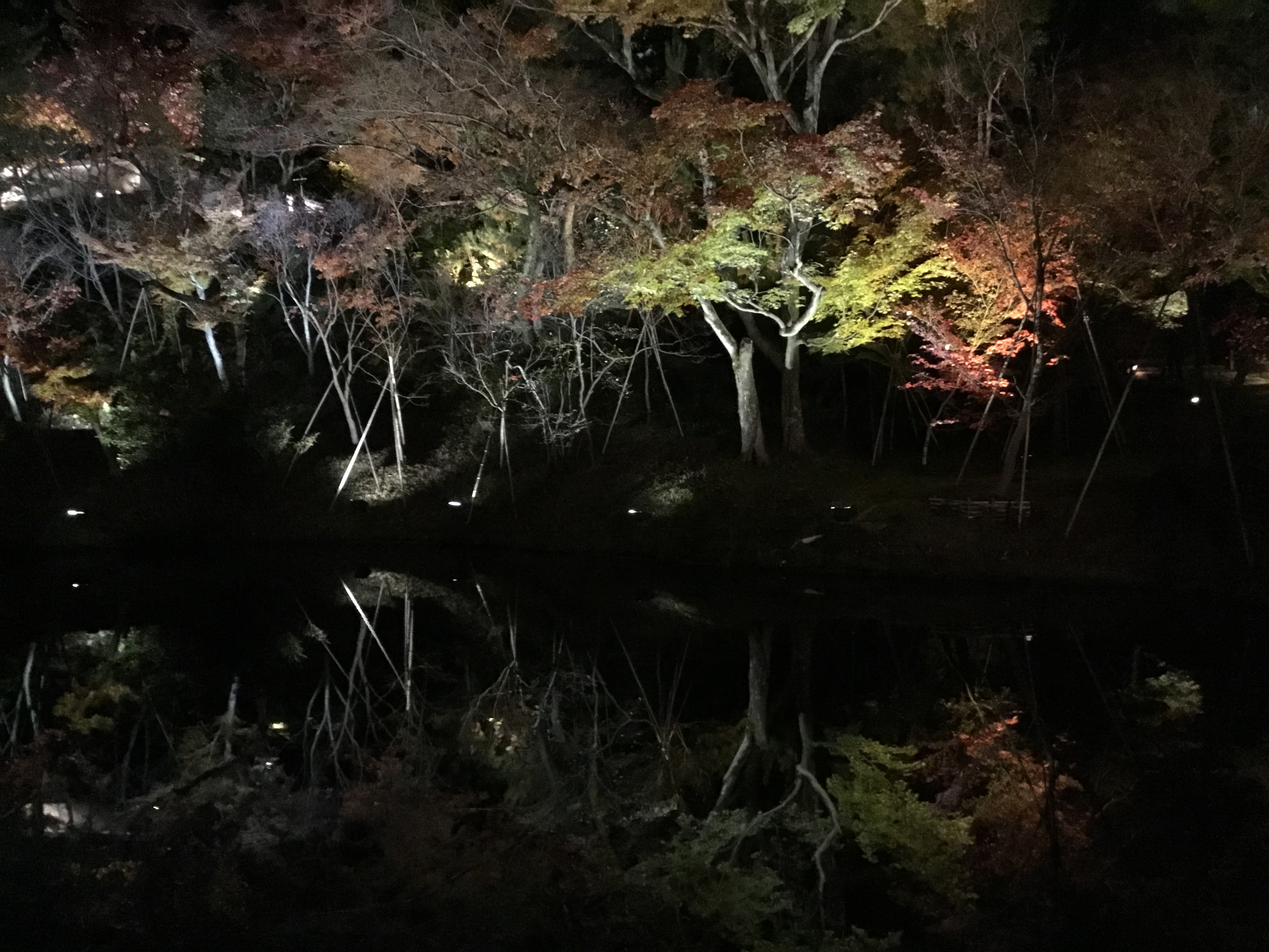 高台寺の臥龍池に映る木々のライトアップ