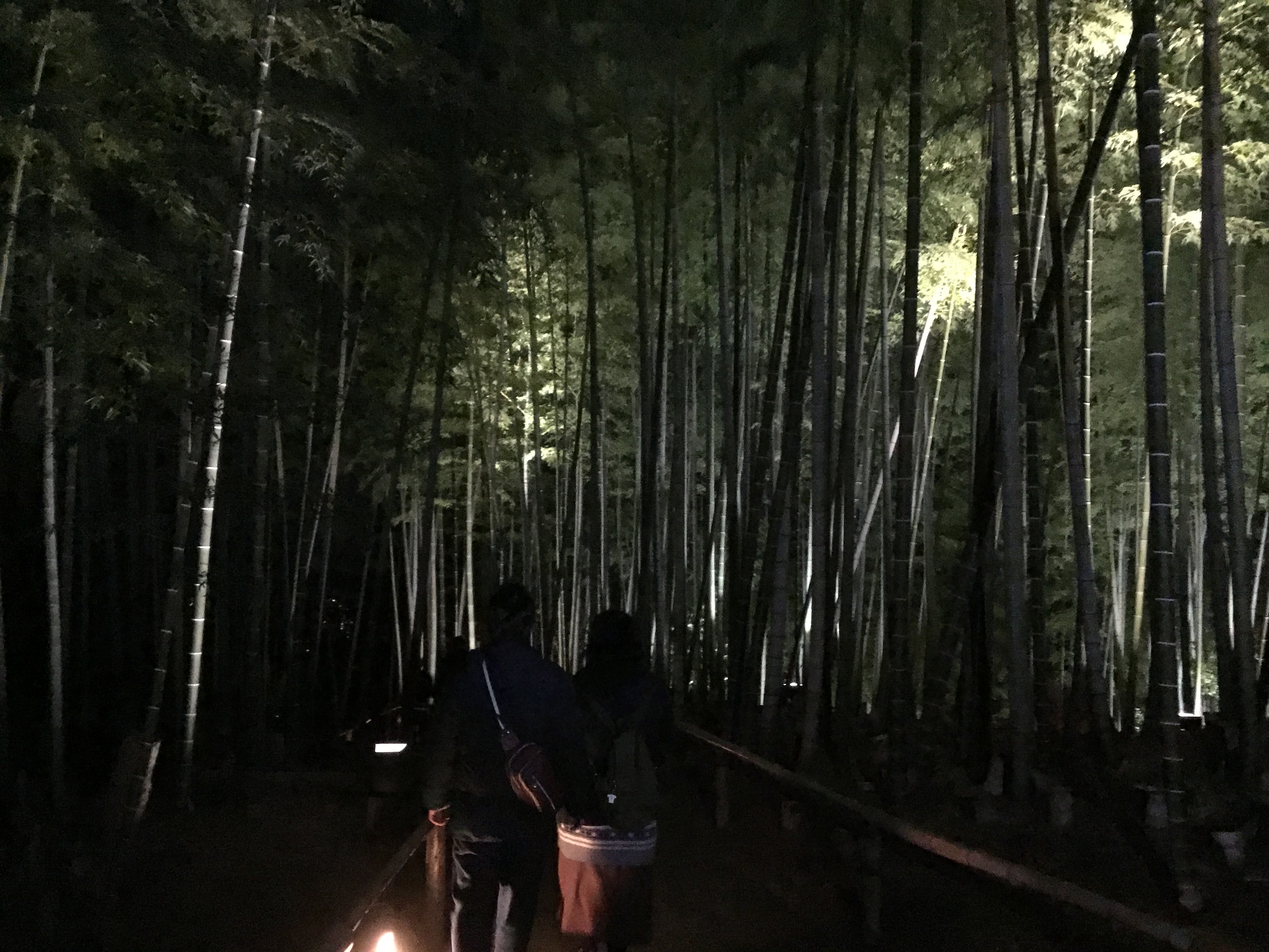 高台寺のライトアップされた竹林