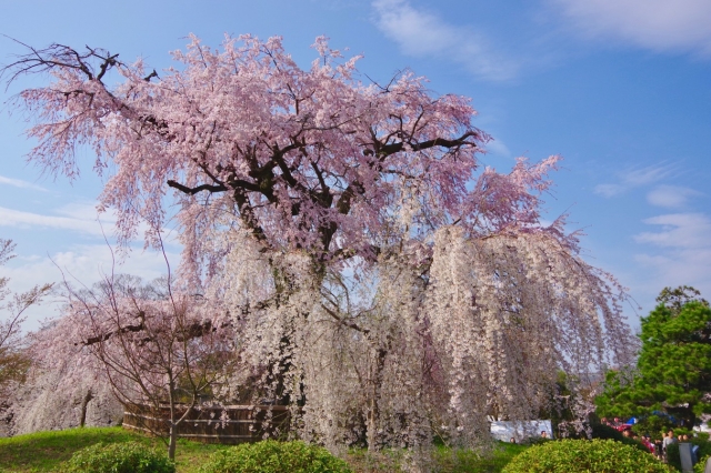 桜の名所として知られる円山公園