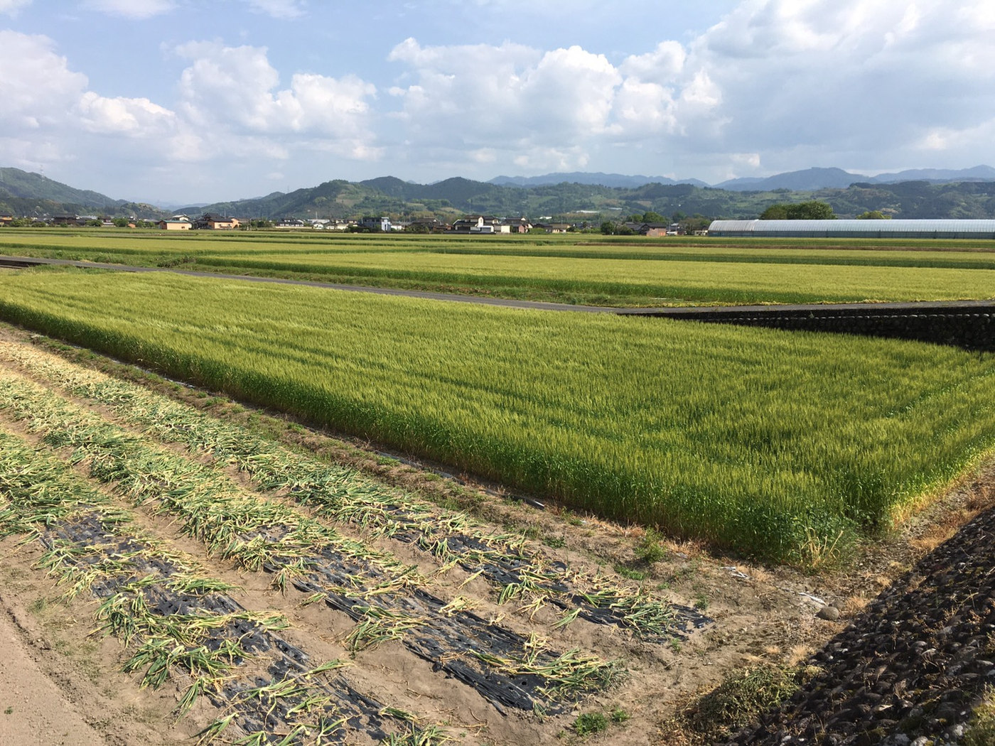 福岡県うきは市の水田風景