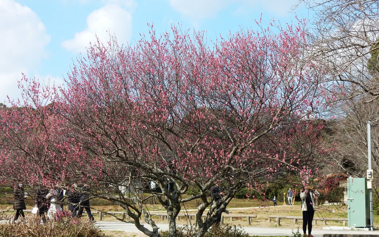 2020年2月の坂本八幡宮で咲いていた梅の花