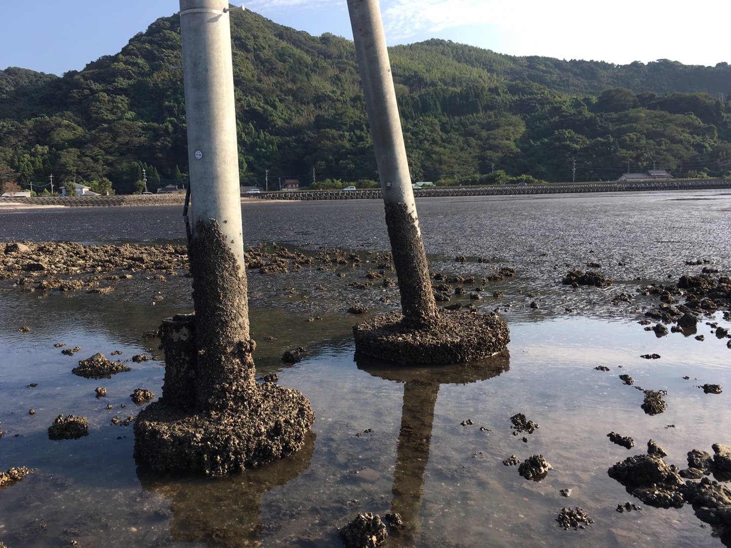 住吉海岸の支柱にたくさん付着している貝などの海の生きもの（2021年）