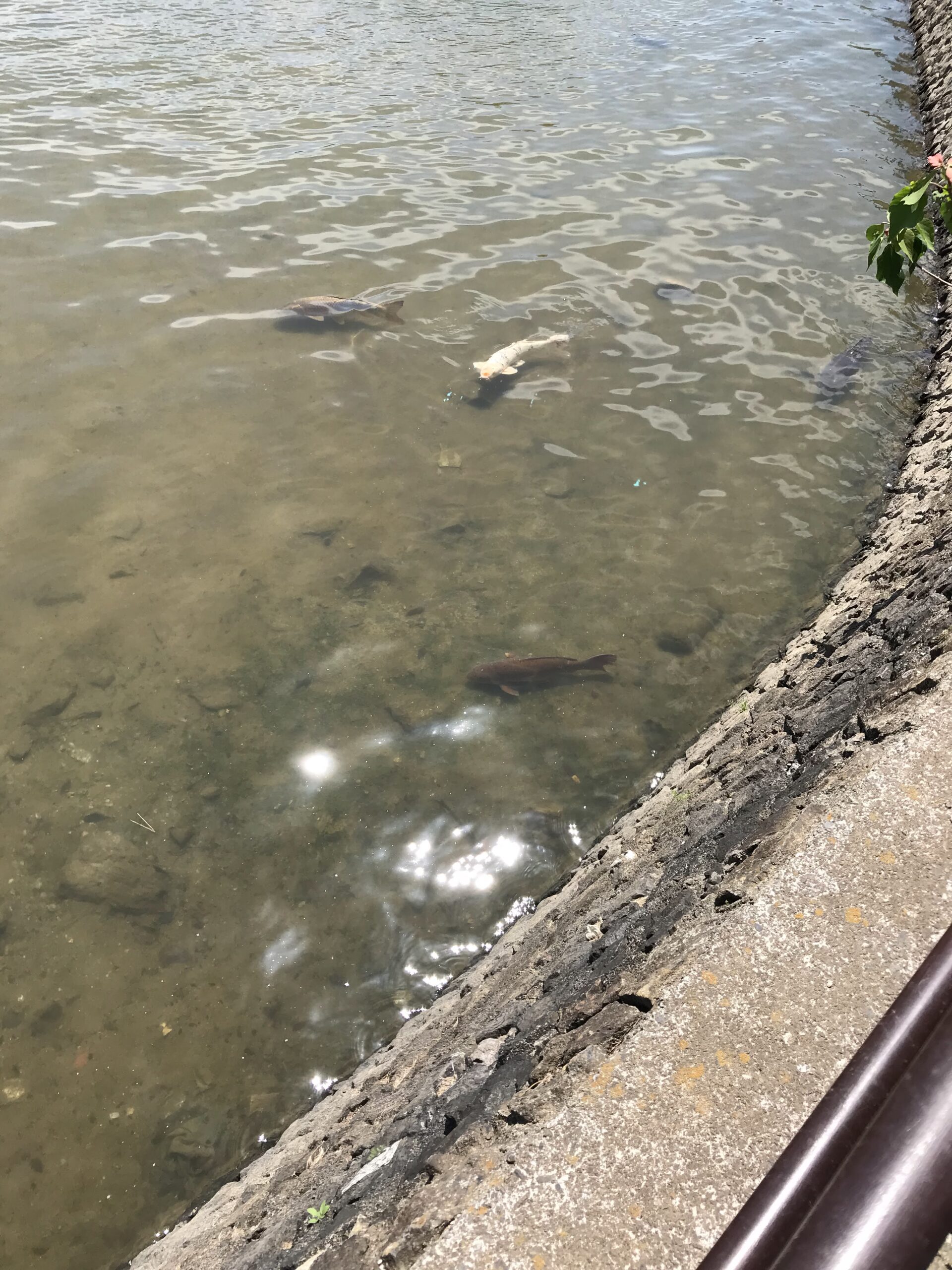 ときわ公園の水辺を泳ぐたくさんの魚