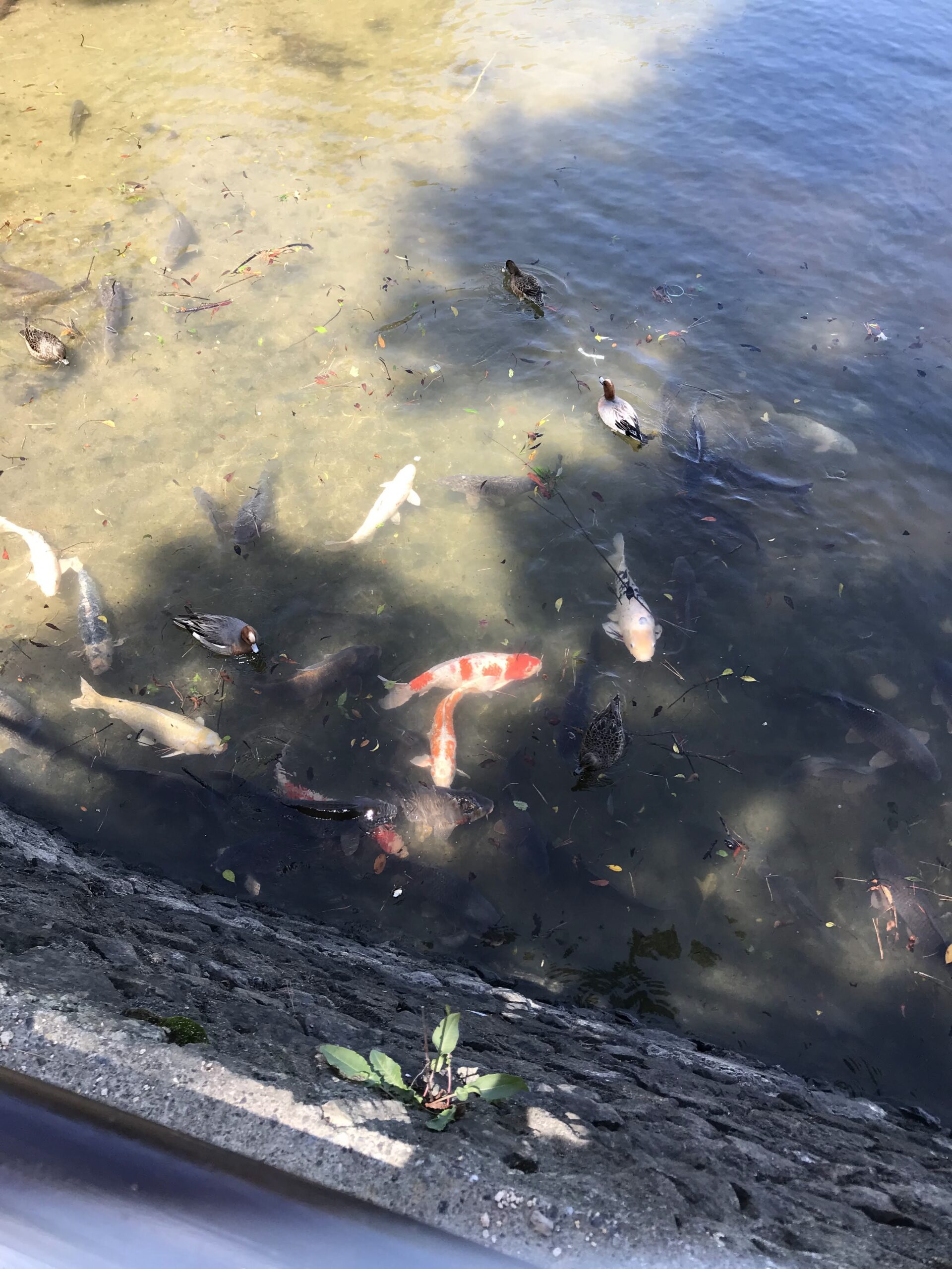 ときわ公園の水辺に集まる魚と水鳥