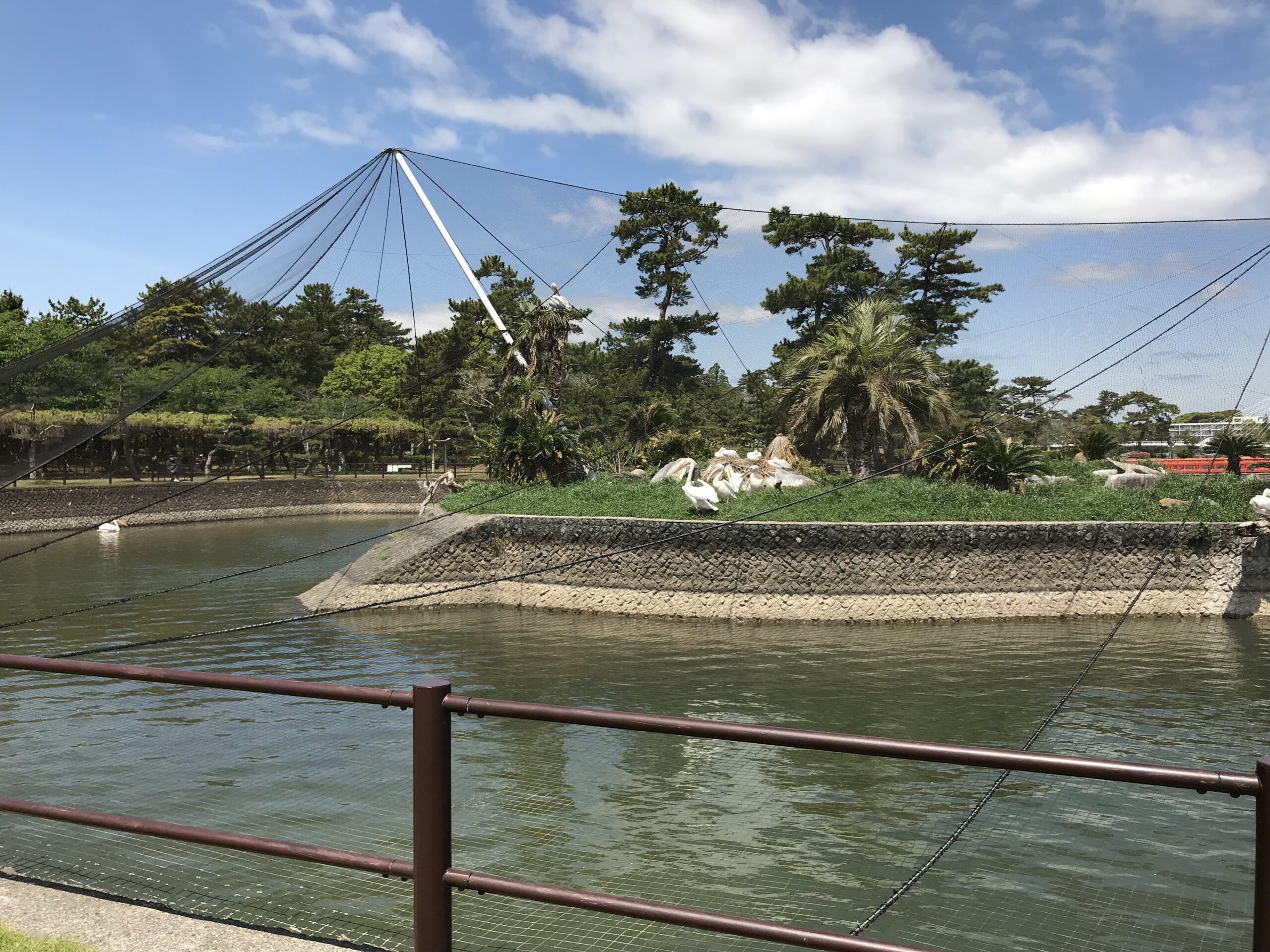 常盤湖の小島で休む水鳥たち（2022年のときわ公園）