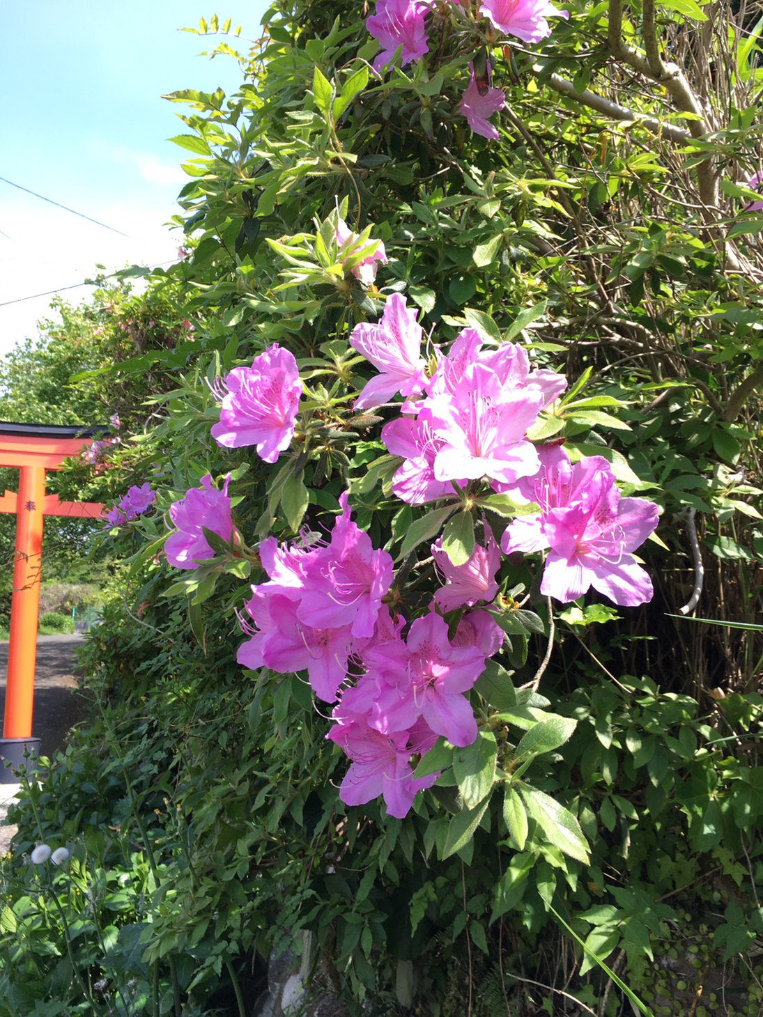 浮羽稲荷神社の散策路で見かけた紫がかったピンク色の花